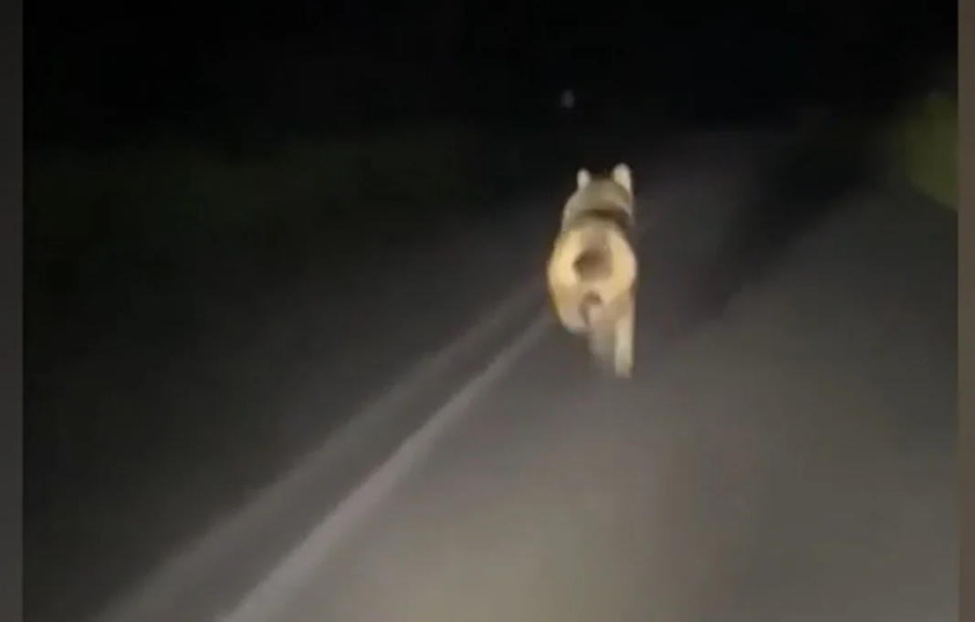 Απαράδεκτο βίντεο - Λύκος σε πανικό τρέχει για να σωθεί από καταδιωκτικό αυτοκίνητο 
