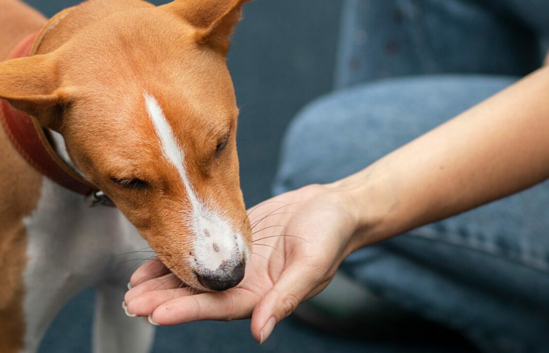 Γιατί ο σκύλος σας προτιμάει να τρώει από το χέρι σας και πώς να τον ενθαρρύνετε να φάει από το μπολ του