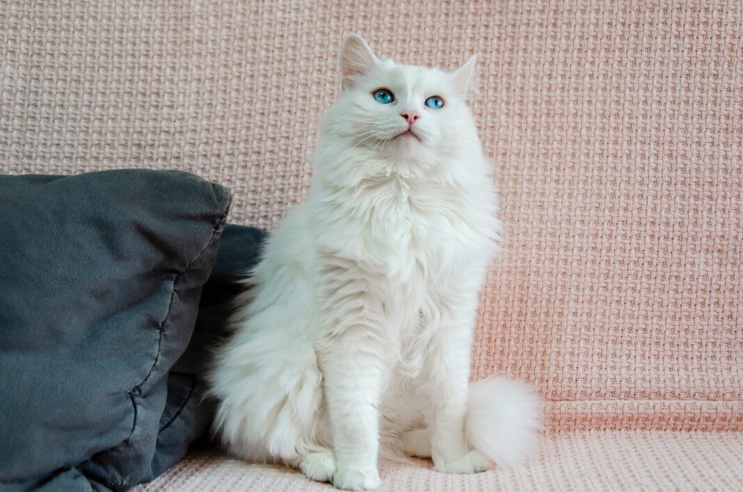 Η Αγκύρα: Η πανέμορφη γάτα που κατακτά τις καρδιές μας