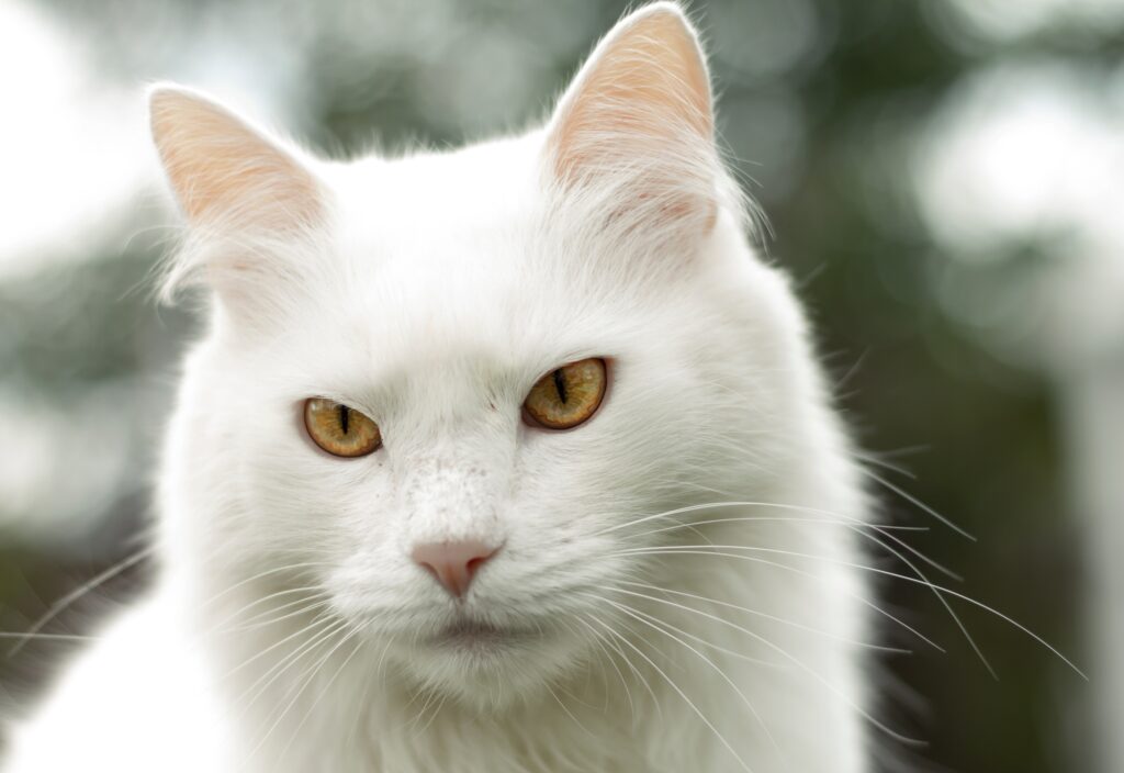 Η Αγκύρα: Η πανέμορφη γάτα που κατακτά τις καρδιές μας"
