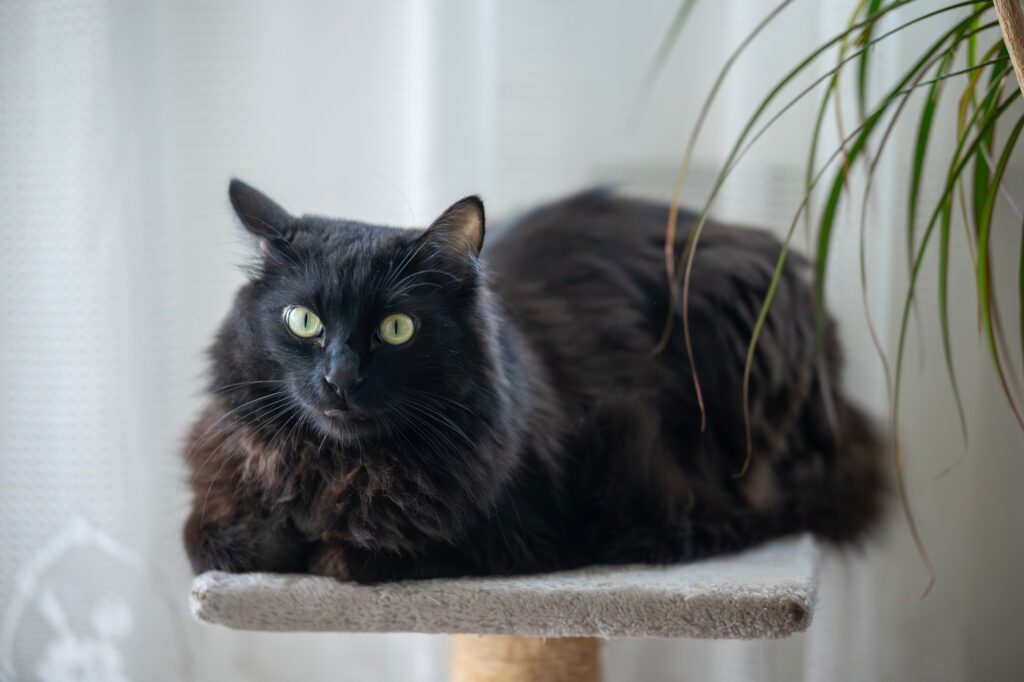 Η Αγκύρα: Η πανέμορφη γάτα που κατακτά τις καρδιές μας"
