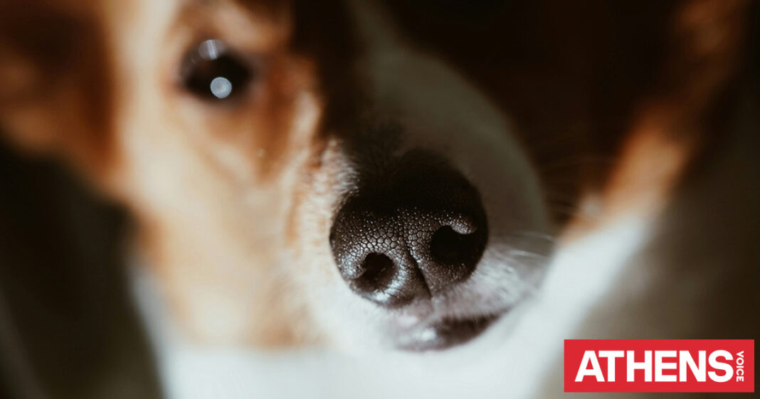 Η μοναδικότητα της μύτης του σκύλου μας: Ένα νέο μέσο αναγνώρισης
