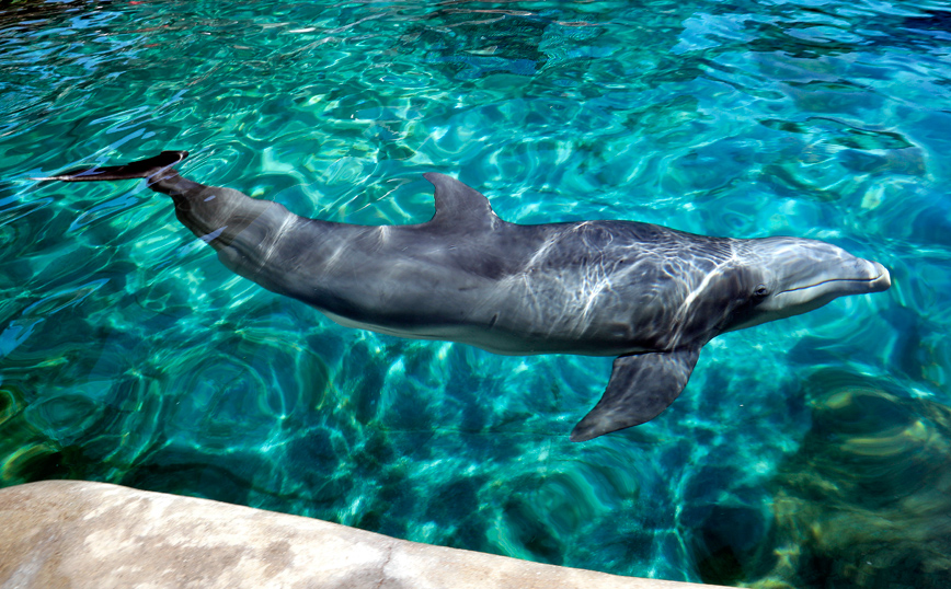Μια τραγική ανακάλυψη στο λιμάνι της Πρέβεζας: Νεκρό δελφίνι αγκαλιά με τα κύματα
