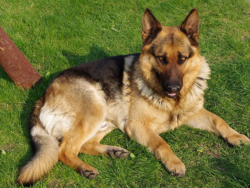 Ο καλύτερος σκύλος φύλακας: Ποιοι είναι οι ασυναγώνιστοι προστάτες μας
