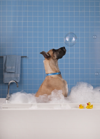Ο τέλειος τρόπος να κάνετε το μπάνιο του αγαπημένου σας σκύλου
