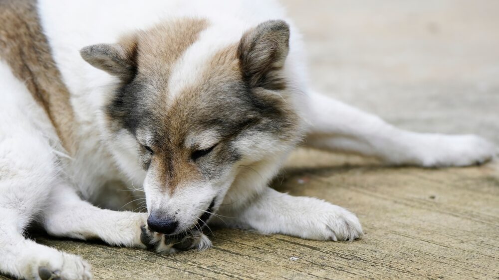 Πώς να αντιμετωπίσετε τον κνησμό και την απώλεια τριχώματος στον σκύλο σας
