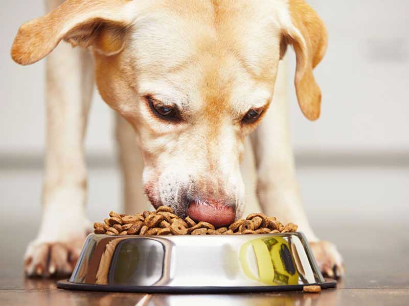 Πώς να επιλέξετε την ιδανική διατροφή για τον αγαπημένο σας σκύλο
