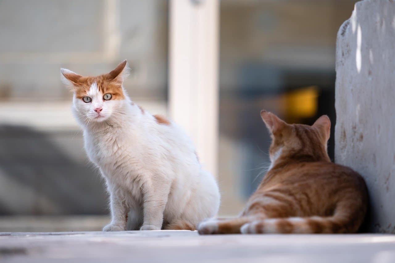 Πώς να πιάσετε μια άγρια γάτα: Πρακτικές συμβουλές για αρχάριους
