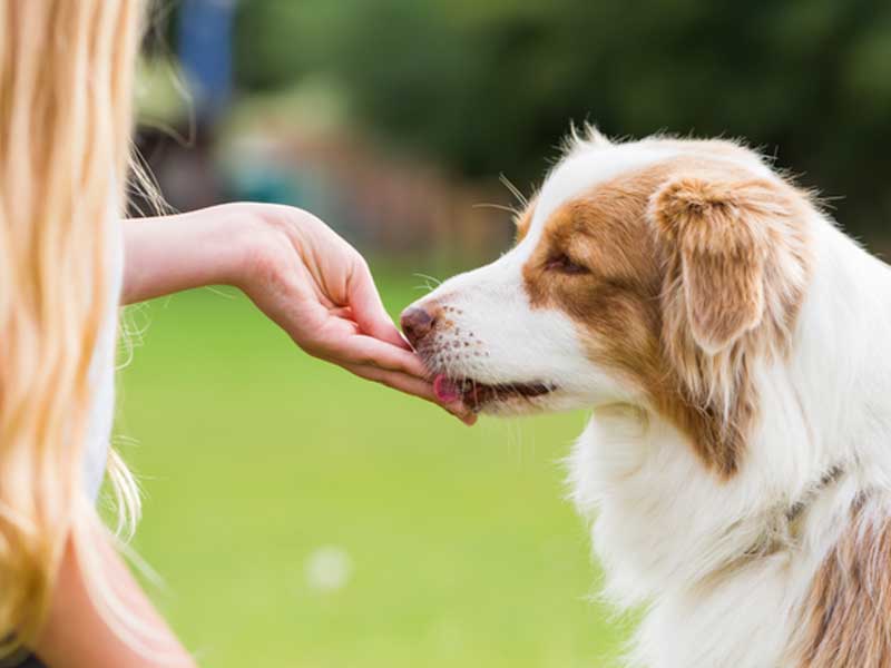 Πώς να προστατεύσετε τον αγαπημένο σας σκύλο από εξωτερικά παράσιτα
