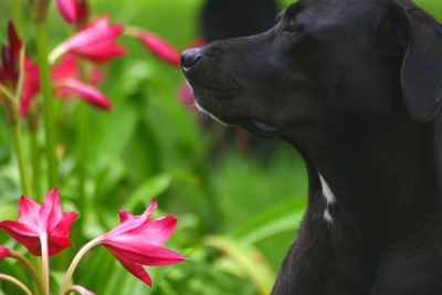 Συμβουλές για να αντιμετωπίσετε τις εποχιακές αλλεργίες του σκύλου σας
