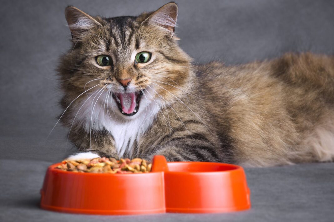 6 σημαντικές πληροφορίες για την κατανόηση της διατροφής της γάτας σας