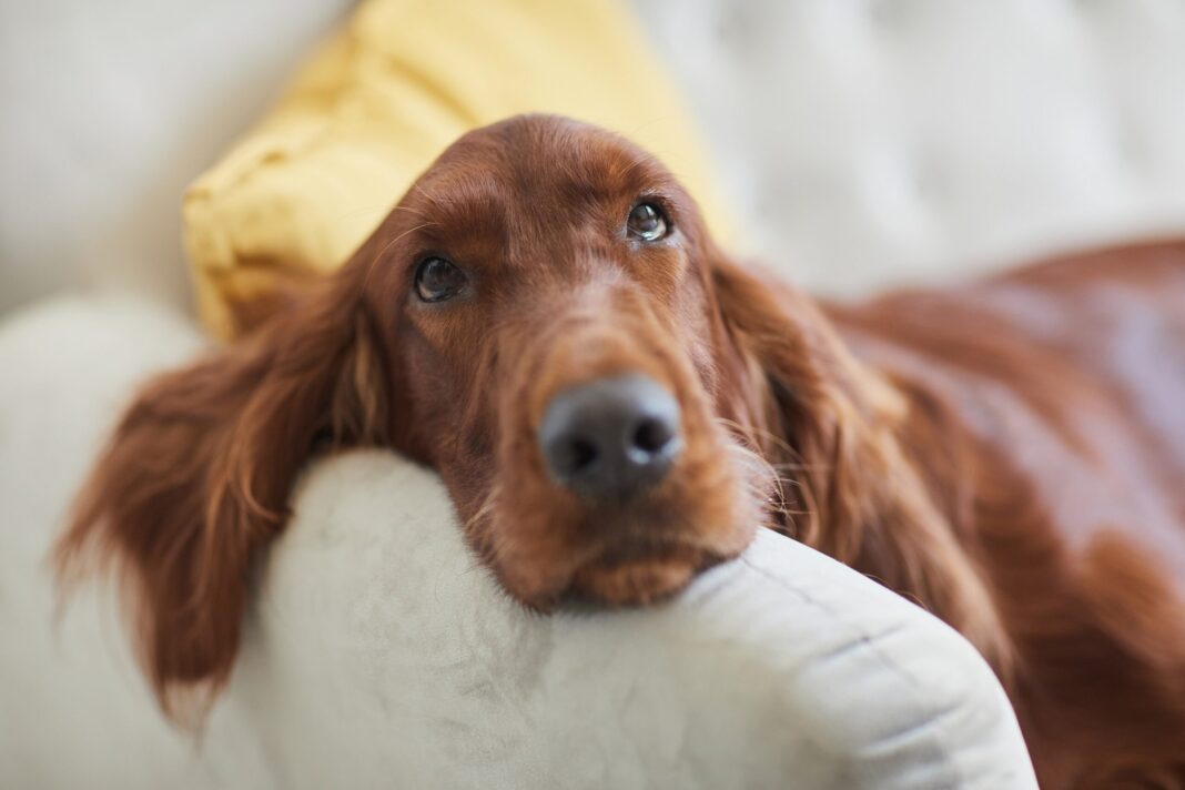Η φροντίδα της υγείας των σκύλων: πρόληψη, ασθένειες και αντιμετώπιση

