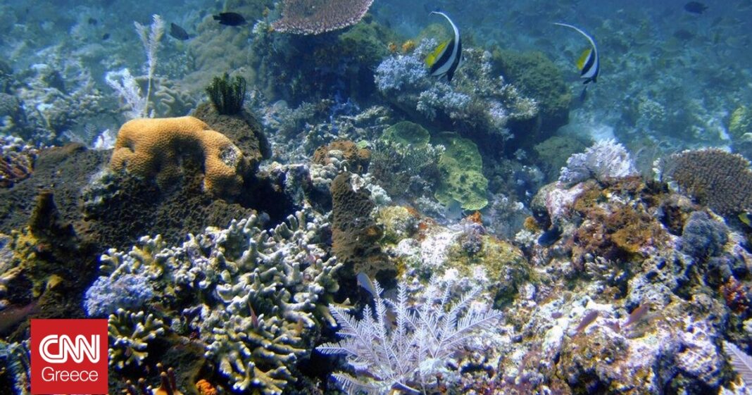 Μουσική Αναγεννά τα Κοράλλια: Μια Ελπίδα για τη Ζωή στον Υποθαλάσσιο Κόσμο
