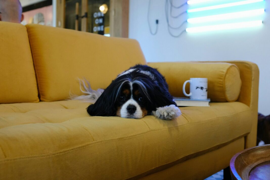 Οι ιδανικοί ύφασματα για τον καναπέ με σκύλο: Ποια να επιλέξετε;
