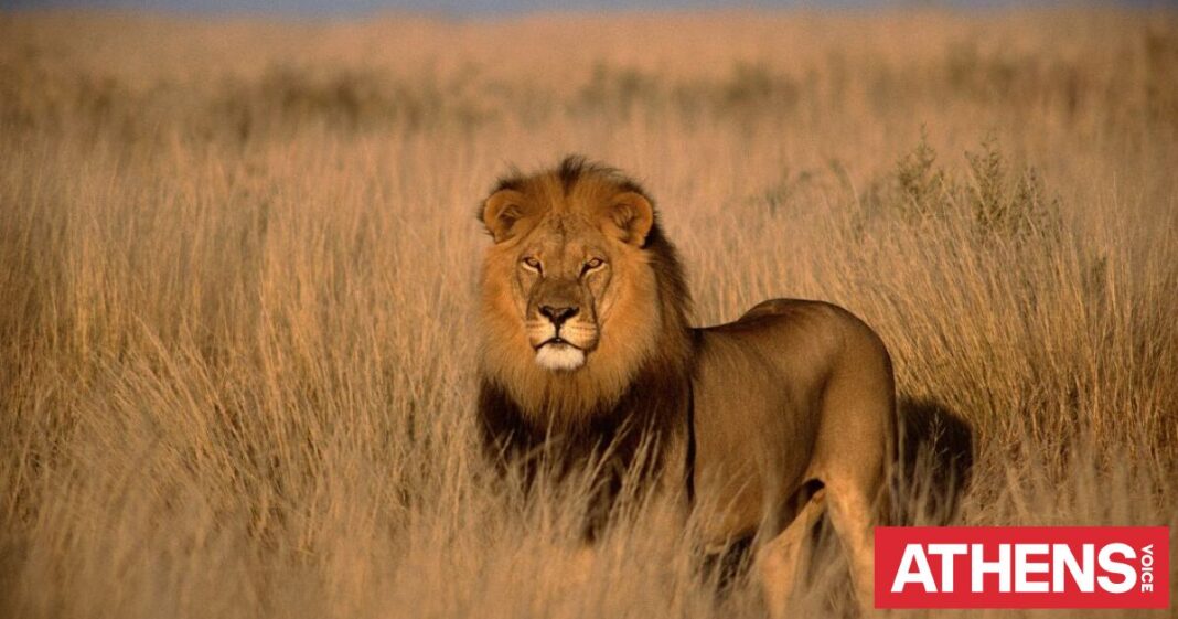 Τέλος στην βάρβαρη πρακτική της εκτροφής λιονταριών για κυνήγι αποφάσισε η Νότια Αφρική
