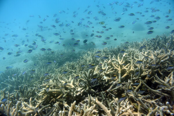 Από μόνο του το πανέμορφο θαλάσσιο οικοσύστημα πεθαίνει: Η κρίση του Μεγάλου Κοραλλιογενή Υφάλου

