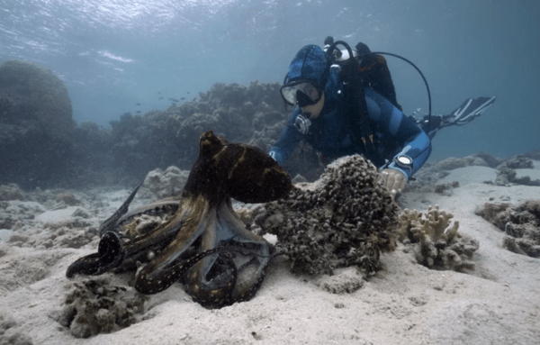 Γνώρισε τον παράξενο κόσμο των χταποδιών: Μια θαλάσσια βιολόγος αποκαλύπτει τα μυστικά της επικοινωνίας με αυτά τα θαυμαστά πλάσματα
