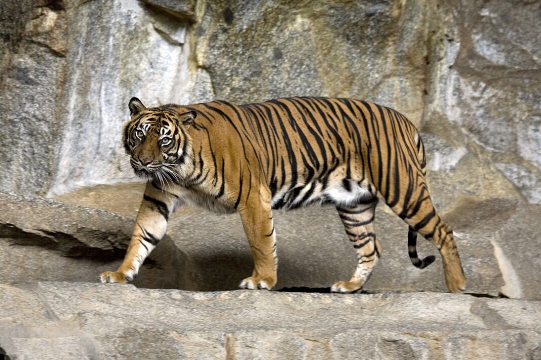 Η απίθανη επιστροφή της τίγρης της Ιάβας
