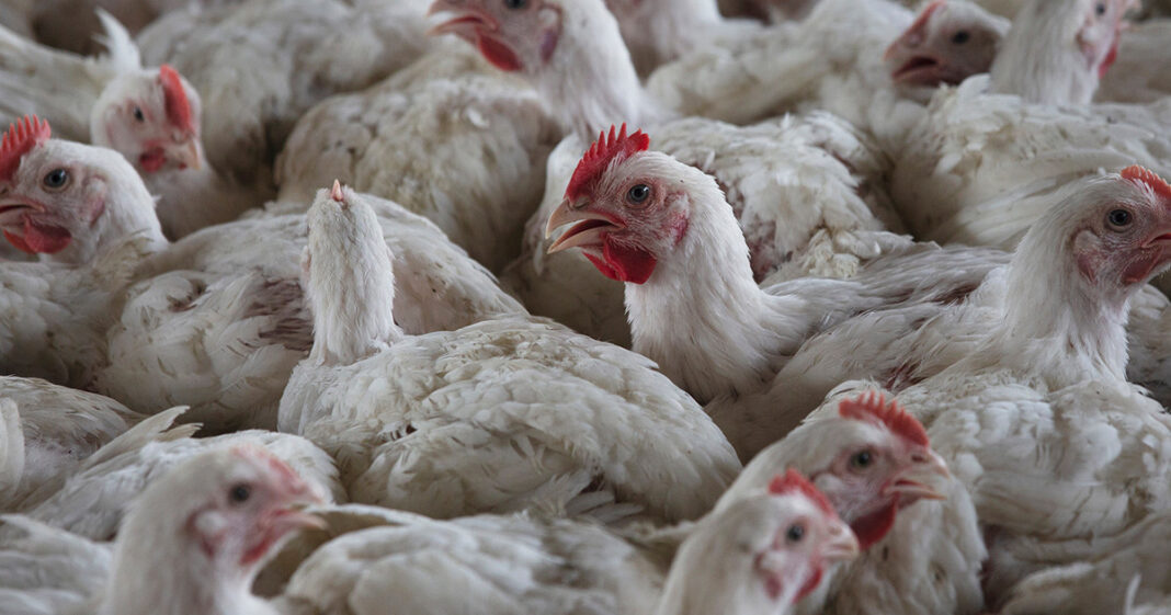 Η πρώτη πανδημία της γρίπης των πτηνών θα γίνει όταν ο ιός προσαρμοστεί στον άνθρωπο
