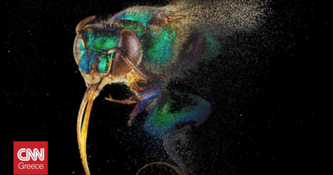 Η συναρπαστική παράσταση της φύσης: Μια νέα προσέγγιση στον κόσμο των μελισσών στο Λίβερπουλ