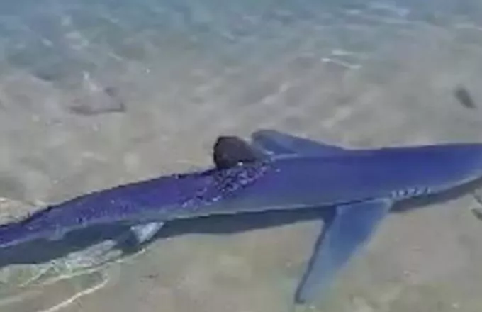 Καρχαρίας στα ρηχά της Γλυφάδας - Δείτε βίντεο
