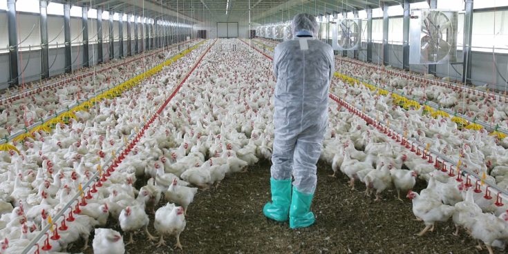 Μεγάλη ανησυχία για τη νέα έξαρση της γρίπης των πτηνών 
