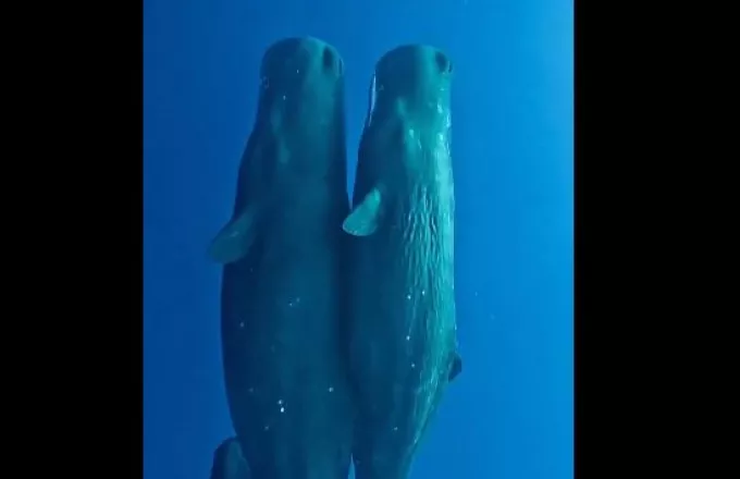 Μια μαγευτική εικόνα: Φαλαινο-οικογένεια βρίσκει γαλήνη στον ωκεανό - Όμορφο βίντεο

