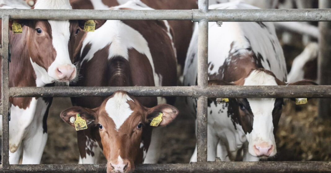 Νέα απειλή για την Ευρώπη: Ο νέος κίνδυνος της γρίπης των πτηνών στις αγελάδες των ΗΠΑ 
