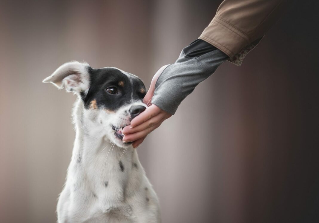 Ο πανίσχυρος μύτης των σκύλων: Ανιχνεύοντας το PTSD με τη βοήθεια τους
