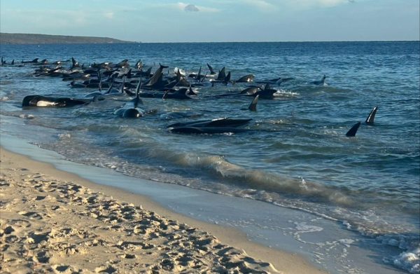 Οικεία μάζη εναντίον της φαλαινοθηρίας: Μάχη για τη σωτηρία 150 φαλαινών στην Αυστραλία
