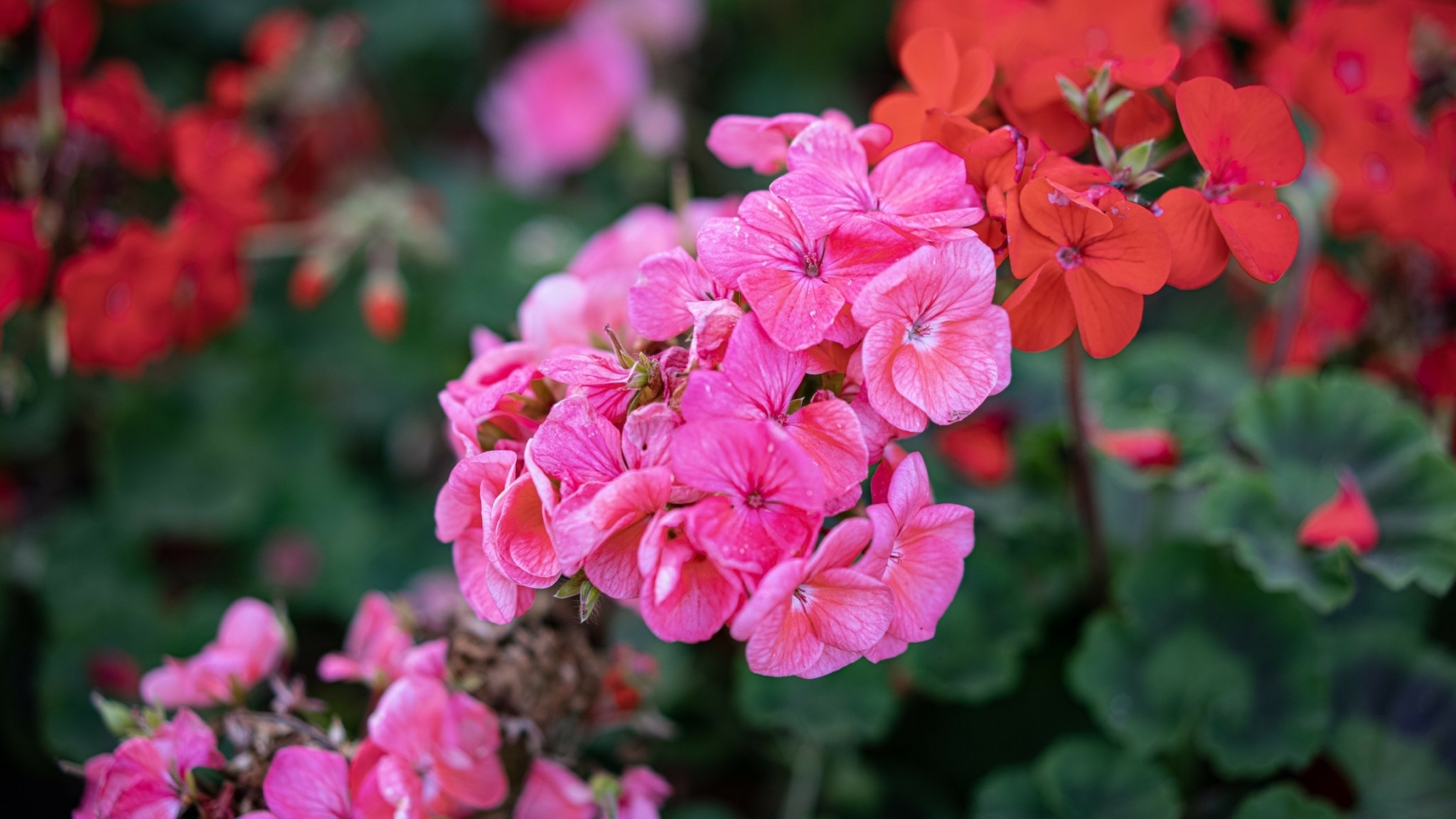 Πέντε φυτά που θα δώσουν ζωντάνια στον κήπο σας τον Μάιο
