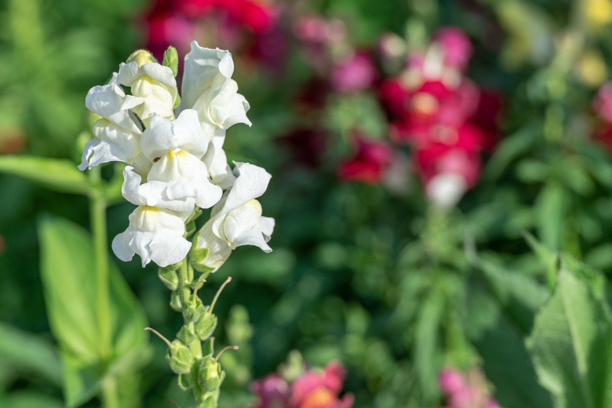 Πέντε φυτά που θα δώσουν ζωντάνια στον κήπο σας τον Μάιο
