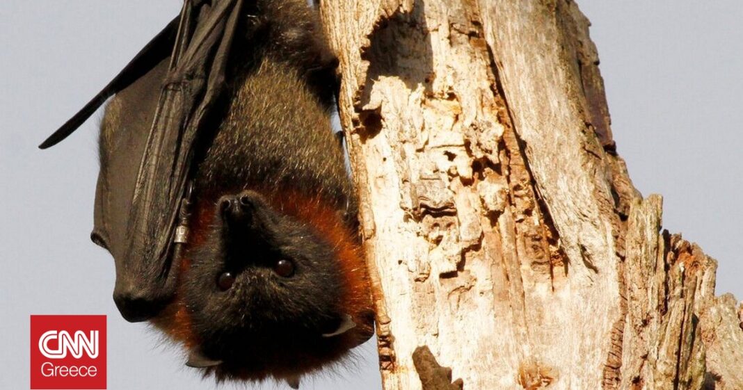 Τα άγρια ζώα τρώνε περιττώματα νυχτερίδων λόγω της αποψίλωσης των δασών - Η συσχέτιση με τον COVID19