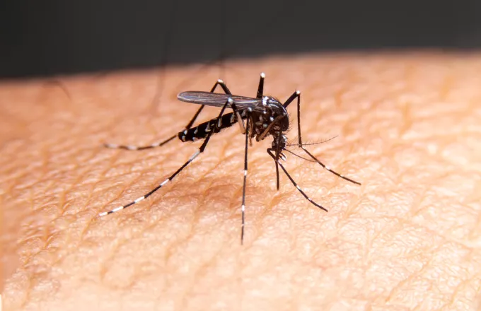 Τα κουνούπια αυξάνονται εξαιτίας της κλιματικής κρίσης - Κίνδυνος για την Ευρώπη
