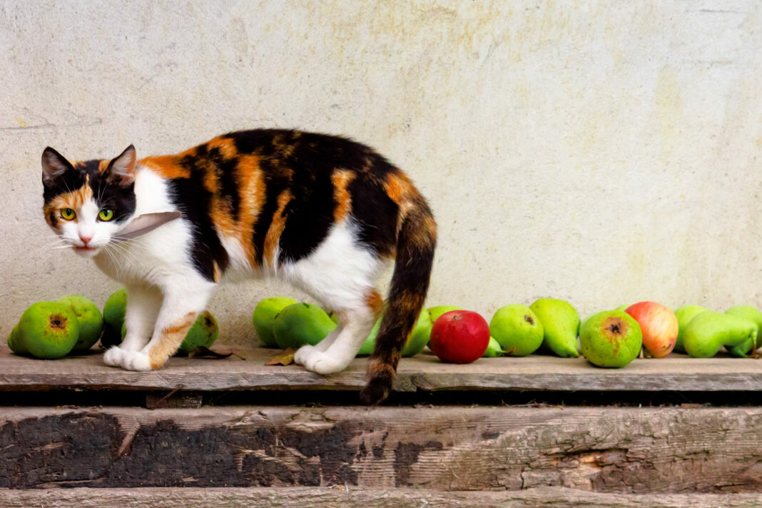 Θρέψτε τη γάτα σας αν χάσετε τη γατοτροφή: Πρακτικές λύσεις για έκτακτες ανάγκες
