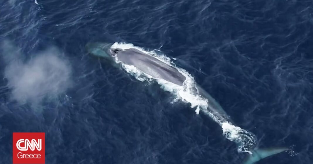 Ο θρίαμβος των γαλάζιων φαλαινών: Από τον κίνδυνο της εξαφάνισης στην ανακάμψη